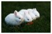 Biely zajaciky.jpg